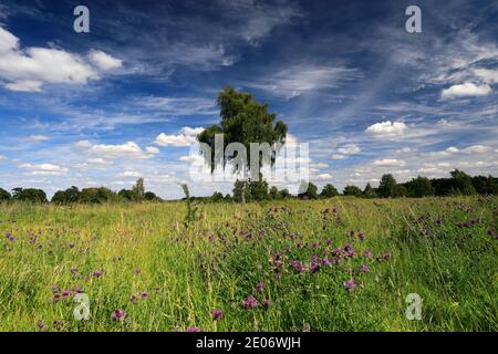 Sommer Blick auf Barnack Hills N Holes Naturschutzgebiet, Barnack Dorf, Cambridgeshire, England, Großbritannien Stockfoto