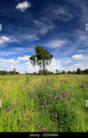 Sommer Blick auf Barnack Hills N Holes Naturschutzgebiet, Barnack Dorf, Cambridgeshire, England, Großbritannien Stockfoto