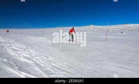 Sportfrau beim Langlaufen oder Langlauf Laufen in der winterlichen Landschaft. März 2020. Jizerka, Tschechien. Stockfoto