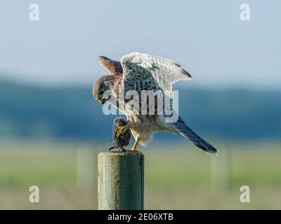 Der schöne Jungvogel (Falco tinnunculus) landet mit der Beute auf dem Rundpol mit einem schönen blauen und grünen Bokeh im Hintergrund. Stockfoto