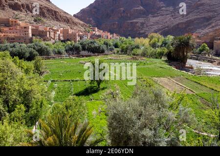 Haut Atlas, Marokko. Februar 2020. Grüne Gärten vor einem Dorf im Dadès-Tal am 23. Februar 2020 in Haut Atlas, Marokko. Stockfoto