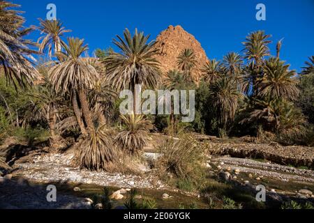 Haut Atlas, Marokko. Februar 2020. Palmen im Tal von Dadès. Oued Bett und Berg am 23. Februar 2020 in Haut Atlas, Marokko. Stockfoto