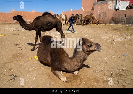 Anti-Atlas, Marokko. Februar 2020. Kamele auf dem Kamelmarkt von Sidi Ifni am 29. Februar 2020 in Anti-Atlas, Marokko. Stockfoto