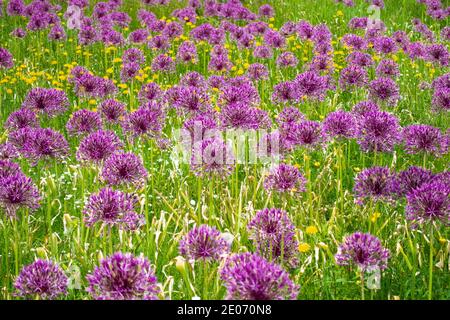 Alliums Ornamental Onion Flowers at RHS Wisley Gardens, Surrey, England Stockfoto