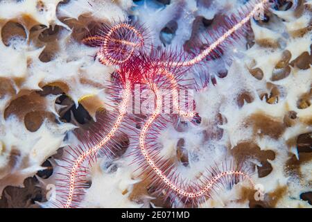 Dunkler rotstacheliger brüchiger Stern [Ophiothrix purpurea] auf einem Schwamm. Lembeh Strait, Nord-Sulawesi, Indonesien. Stockfoto
