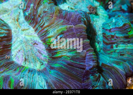 Offene Hirn-Koralle [Trachyphyllia geoffroyi] lebt in Symbiose mit Zooxanthellen, die für die Ernährung und die lebendigen Farben verantwortlich sind. Lembeh Stockfoto
