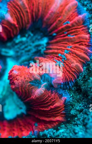 Offene Hirn-Koralle [Trachyphyllia geoffroyi] lebt in Symbiose mit Zooxanthellen, die für die Ernährung und die lebendigen Farben verantwortlich sind. Lembeh Stockfoto