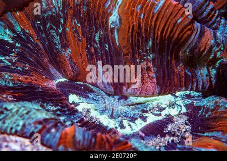 Offene Hirn-Koralle [Trachyphyllia geoffroyi] lebt in Symbiose mit Zooxanthellen, die für die Ernährung und die lebendigen Farben verantwortlich sind. Lembeh Stockfoto