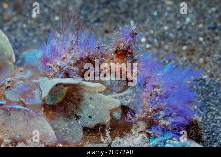 Decorator Spidercrab [Oncinopus sp.] Lembeh Strait, Nord-Sulawesi, Indonesien. Stockfoto