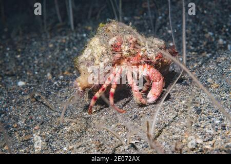 Jeweled Anemone Krabbe [Dardanus gemmatus] in einem Feld von Würmern. Lembeh Strait, Nord-Sulawesi, Indonesien. Stockfoto