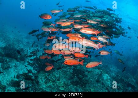 Schwarm von Schlanken pinjalo Schnapper, White-Spot pinjalo Snapper oder Rot [Pinjalo lewisi pinjalo. West Papua, Indonesien. Stockfoto