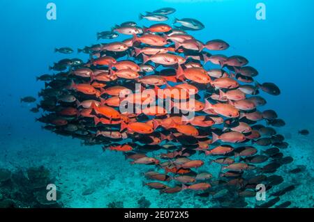 Schwarm von Schlanken pinjalo Schnapper, White-Spot pinjalo Snapper oder Rot [Pinjalo lewisi pinjalo. West Papua, Indonesien. Stockfoto