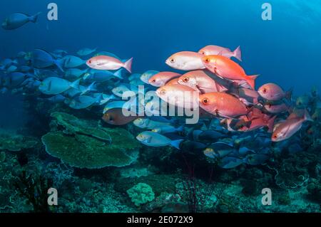 Schwarm von Schlanken pinjalo Schnapper, White-Spot pinjalo Snapper oder Rot [Pinjalo lewisi pinjalo. West Papua, Indonesien. Stockfoto