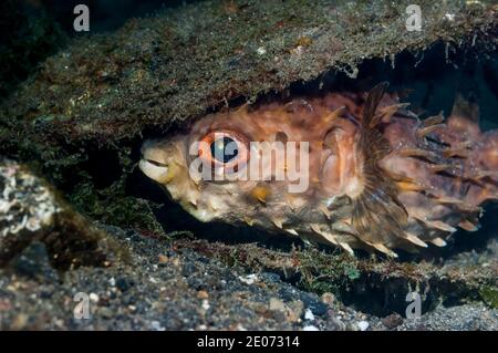 [Burfish orbicular Cyclichthys orbicularis] Zuflucht auf dem Meeresgrund. Lembeh Strait, Nord Sulawesi, Indonesien. Stockfoto