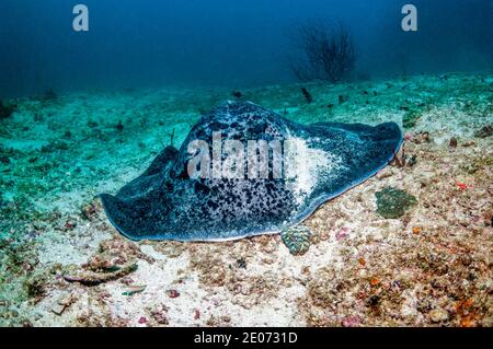 Runde oder gestromt Fantail ribbontail Ray [Taeniura meyeni]. West Papua, Indonesien. Stockfoto