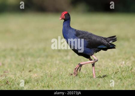 Australian Swamphen, Auckland, Neuseeland, November 2015 Stockfoto