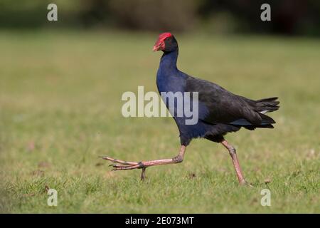 Australian Swamphen, Auckland, Neuseeland, November 2015 Stockfoto