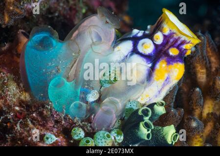 Blau Club Tunicate [Rhopalaea crassa]. Lembeh Strait, Nord Sulawesi, Indonesien. Stockfoto