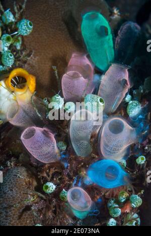 Blau Club Tunicate [Rhopalaea crassa]. Lembeh Strait, Nord Sulawesi, Indonesien. Stockfoto