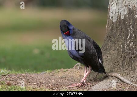 Australian Swamphen, Auckland, Neuseeland, November 2018 Stockfoto