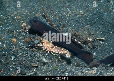 Gebänderte Shrimpgoby Cryptocentrus cinctus [CF] mit einem Tiger Snapping Shrimp [Alpheus bellulus]. Lembeh Strait, Nord Sulawesi, Indonesien. Stockfoto