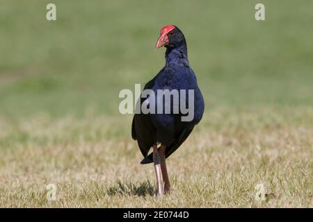 Australasian Swamphen, Auckland, Neuseeland, November 2015 Stockfoto