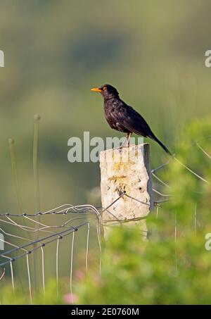 Amsel (Turdus merula mauritanicus) Erwachsene Männchen auf Zaunpfosten Marokko thront April Stockfoto