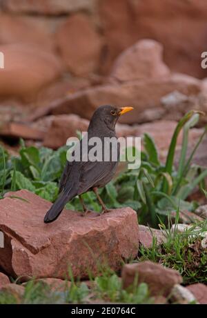 Amsel (Turdus merula mauritanicus) erwachsenes Weibchen auf einem Felsen im Atlasgebirge, Marokko April Stockfoto