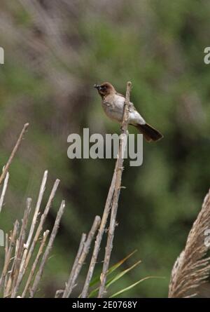 Bulbul (Pycnonotus barbatus barbatus) Erwachsener auf totem Schilf mit Insekt in Bill Marokko Mai Stockfoto