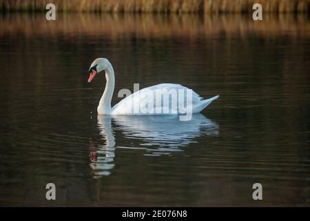 Ein wunderschöner stummer Schwan, der auf Dalbeath Marsh, Fife, Schottland schwimmt. Stockfoto