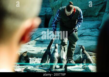 Krakau, Polen - 02. April 2017: Ein Mann, der in einem Krakauer Zoo arbeitet, füttert den Humboldt-Pinguin (Spheniscus humboldti) (auch chilenischer Pinguin, Peruv genannt Stockfoto