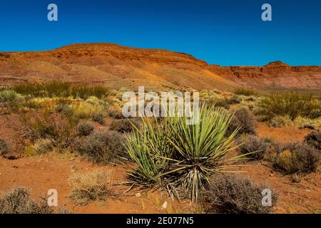 Wüstenlandschaft rund um den Warner Valley Dinosaur Track Site in der Nähe von St. George, Utah, USA Stockfoto