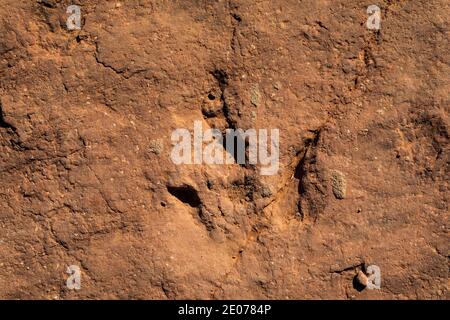 Megapnosaurus Track auf der BLM Warner Valley Dinosaur Track Site in der Nähe von St. George, Utah, USA Stockfoto