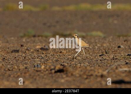 Cremefarbener Courser (Cursorius-Cursor) Erwachsene Wandern in der steinigen Wüste Marokko April Stockfoto