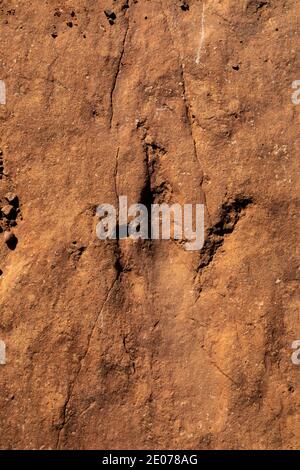 Megapnosaurus Track auf der BLM Warner Valley Dinosaur Track Site in der Nähe von St. George, Utah, USA Stockfoto