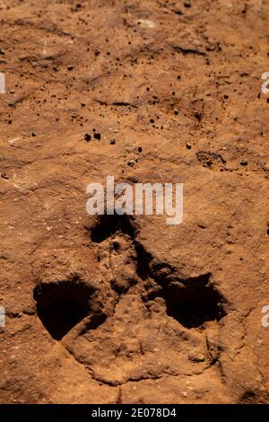 Megapnosaurus Track auf der BLM Warner Valley Dinosaur Track Site in der Nähe von St. George, Utah, USA Stockfoto