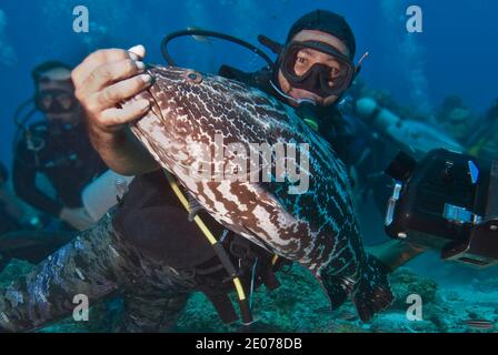 Taucher mit schwarzem Zackenbarsch (Mycteroperca bonaci), Roatan, Bay Islands, Honduras, Karibik Stockfoto