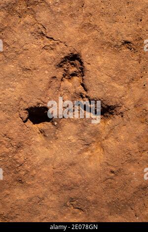 Megapnosaurus, ein fleischfressender, bipedaliger, theropod Dinosaurier Track auf BLM Warner Valley Dinosaur Track Site in der Nähe von St. George, Utah, USA Stockfoto