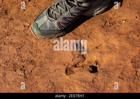 Megapnosaurus, ein fleischfressender, bipedaliger, theropod Dinosaurier Track auf BLM Warner Valley Dinosaur Track Site in der Nähe von St. George, Utah, USA Stockfoto