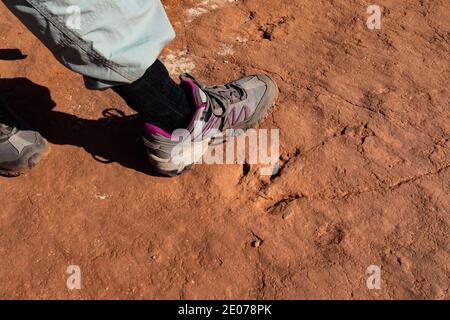 Megapnosaurus Track auf der BLM Warner Valley Dinosaur Track Site in der Nähe von St. George, Utah, USA Stockfoto