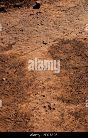 Megapnosaurus, ein fleischfressender, bipedalischer, theropod Dinosaurier-Track auf der Warner Valley Dinosaur Track Site von BLM in der Nähe von St. George, Utah, USA Stockfoto