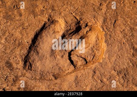 Spuren eines Dilophosaurus fleischfressenden, bipedalen Theropod-Dinosauriers, der bis zu 1,000 kg schwer war, auf der Warner Valley Dinosaur Track Site von BLM in der Nähe von St. G. Stockfoto