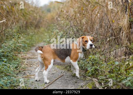 Der Beagle steht im Gras, züchten Hund auf dem Spaziergang im Park. Stockfoto