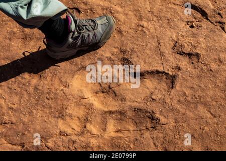 Trackway eines Dilophosaurus fleischfressenden, bipedalen Theropod-Dinosauriers, der bis zu 1,000 lbs wog., in BLM Warner Valley Dinosaur Track Site in der Nähe von St. Stockfoto