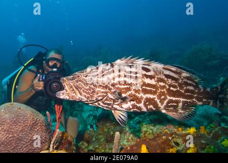 Diver Dreharbeiten Black Grouper (Mycteroperca bonaci), Roatan, Bay Islands, Honduras, Karibik Stockfoto