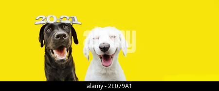 Banner zwei glückliche Hunde feiern das neue Jahr 2021 mit einer Textbrille. Isoliert auf gelbem Hintergrund. Stockfoto