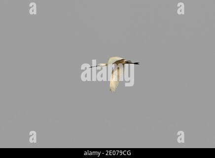 Eurasischer Löffler (Platalea leucorodia) Erwachsener im Flug Marokko Mai Stockfoto
