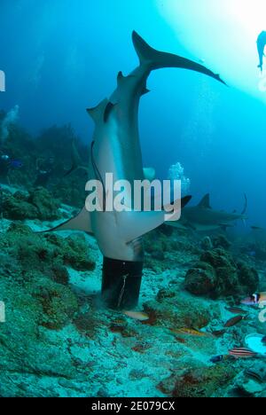 Karibischer Riffhai (Carcharhinus perezi) Mit einem Kopf in einem Eimer während Hai stecken Zuführung Stockfoto
