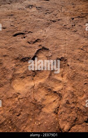 Spuren eines Dilophosaurus fleischfressenden, bipedalen Theropod-Dinosauriers, der bis zu 1,000 kg schwer war, auf der Warner Valley Dinosaur Track Site von BLM in der Nähe von St. G. Stockfoto