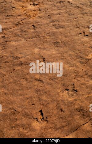 Megapnosaurus, ein bipedalischer, fleischfressender Theropod-Dinosaurier, Trackway auf der Warner Valley Dinosaur Track Site von BLM in der Nähe von St. George, Utah, USA Stockfoto